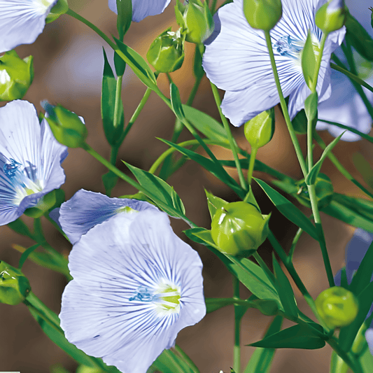 Blue Flax Seeds Linum Perenne Perennial Flower Seeds