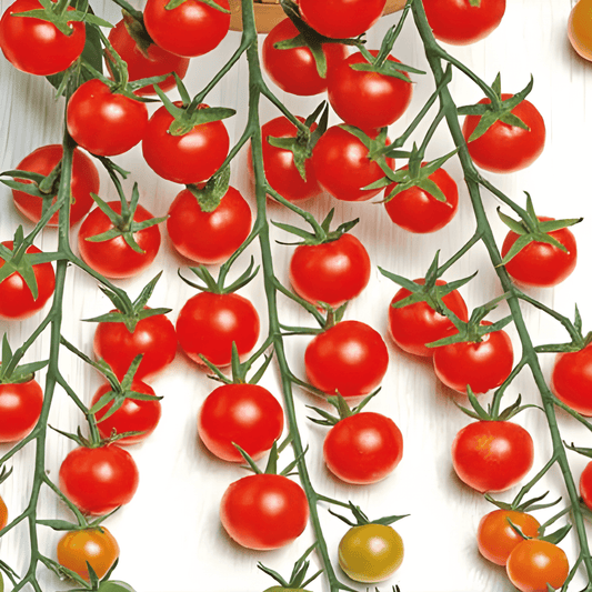 Cherry Tomato Seeds Supersweet 100 F1 Solanum Lycopersicum Fruits
