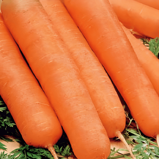 Carrot Nantes Seeds Daucus Carota Sweet High Yield Summer Variety