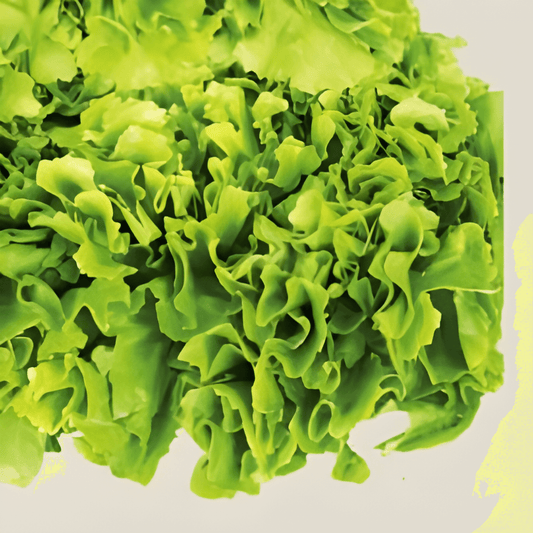 Organic Endive Seeds Chichorum Endivia Yellow Volhart Variety