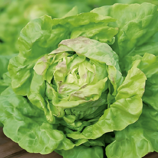 Butterhead Lettuce May Queen Seeds Lactuca Sativa Vegetable