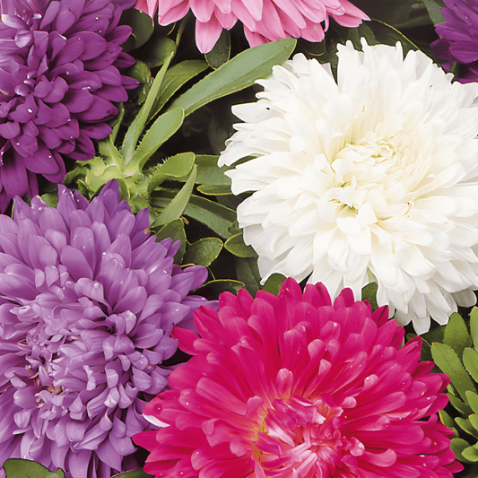 Dwarf Aster Seeds Callistephus Chinensis Mixed Colors