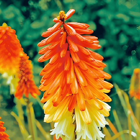 Kniphofia Seeds Royal Castle Hybrids Kniphofia Uvaria Flowers