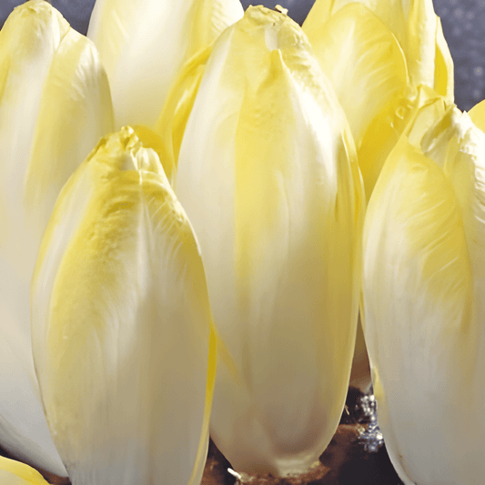 Chicory Seeds Cichorium Intybus Mechelse Middelvroeg Variety