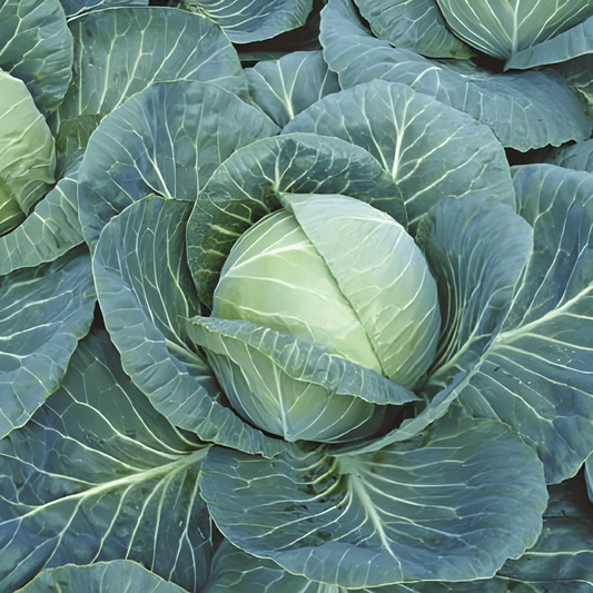 White Cabbage Seeds Brassica Oleracea Langedijker Storage