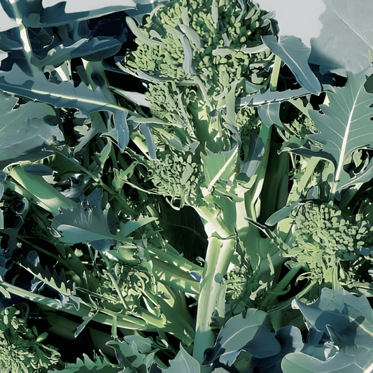 Broccoli Spigariello Seeds Brassica Oleracea L. Vegetable Variety