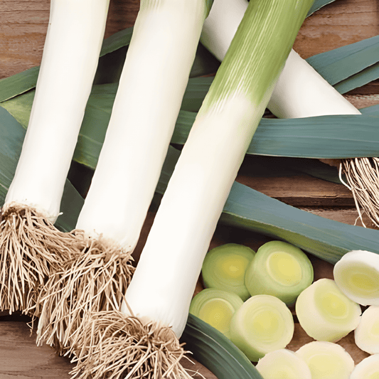 Blue-green Winter Leek Seeds Allium Porrum Hiverbleu Variety