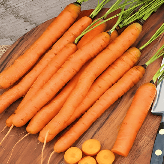 Summer Carrot Seeds Daucus Carota Amsterdam Style 2