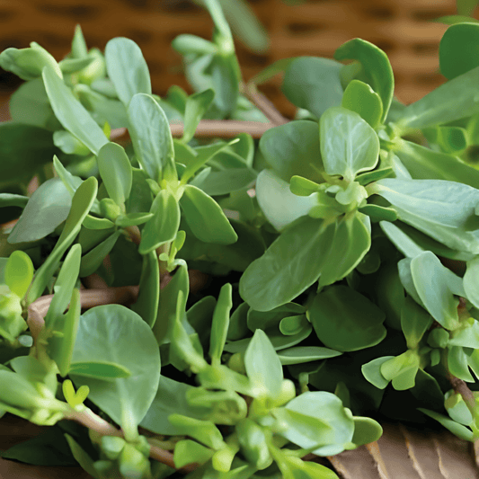 Corn Salad Seeds Portulaca Oleracea Green Purslane Vegetable Variety