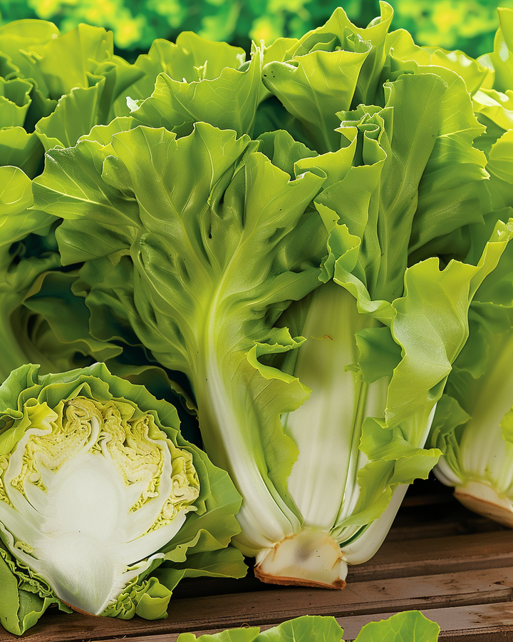 Endive Number Five Cichorium Endivia Endive Seeds For Cultivation