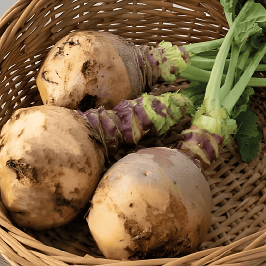 Kohlrabi Champion Seeds Brassica Napus Var Napobrassica Yellow Flesh