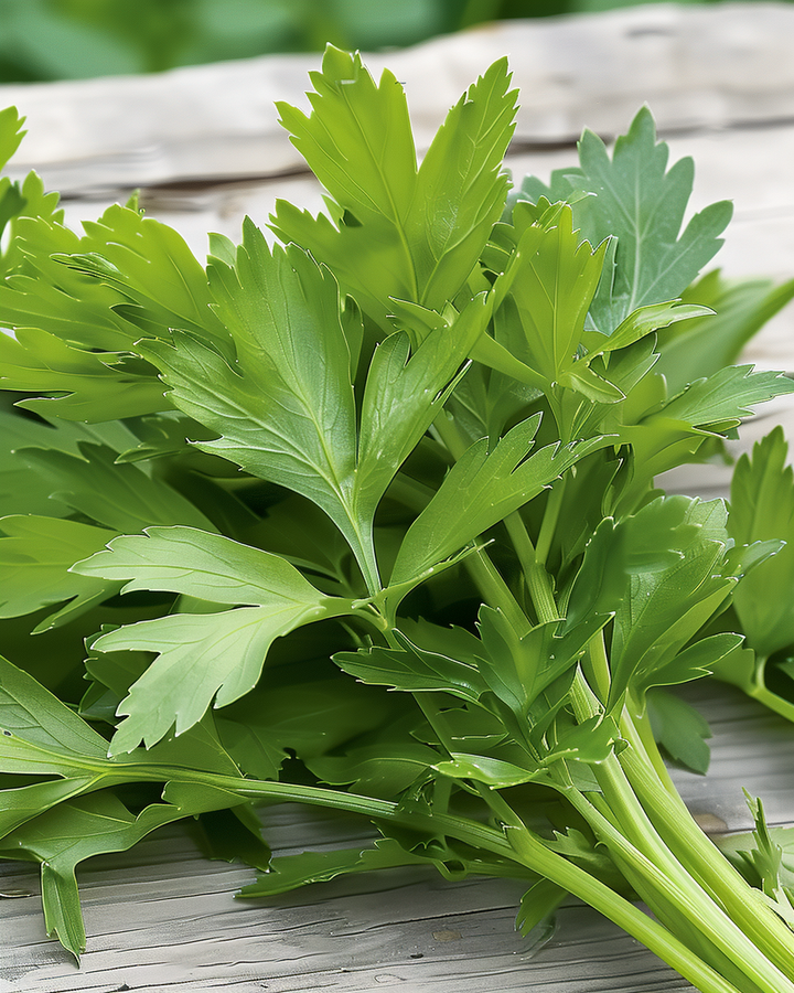 Lovage Seeds Levisticum Officinalis Aromatic Culinary Herb Seeds