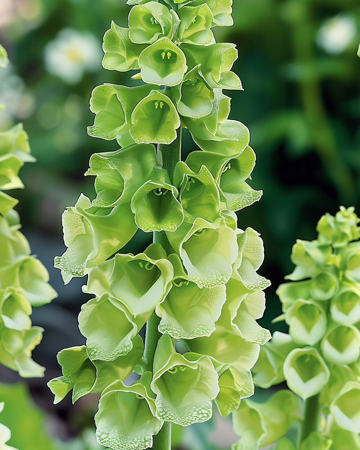 Bells Of Ireland Seeds Moluccella Laevis Annual Cut Flower Seeds