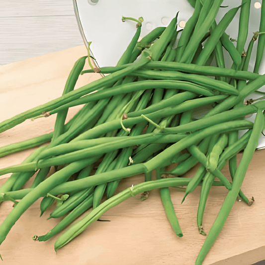 Pole Bean Seeds Phaseolus Vulgaris Opera Stringless Snap Variety