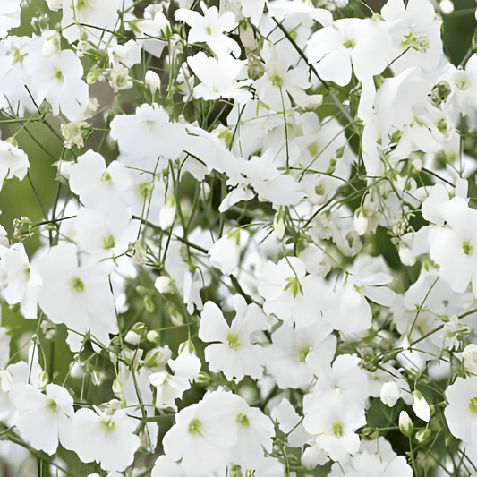 Gypsophila Elegans Covent Garden White Gypsophila Seeds