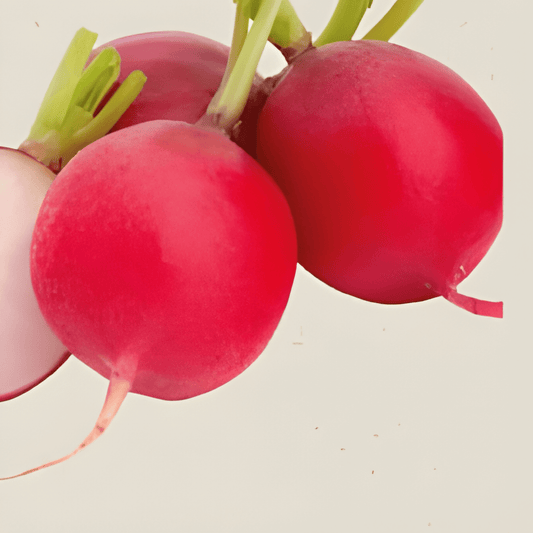 Organic Radish Seeds Saxa 2 Raphanus Sativus Vegetables