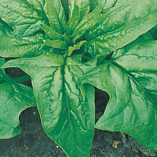 Amsterdam Giant Leaf Spinach Seeds Spinacia Oleracea Large Leaves