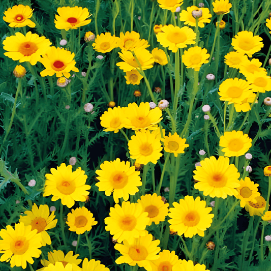 Chrysanthemum Segetum Seeds Mixed Yellow Tones Flower Seeds