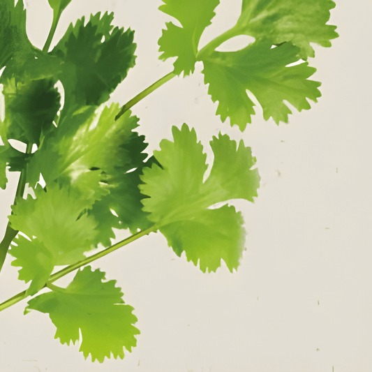 Organic Coriander Seeds Coriandrum Sativum Culinary Herb