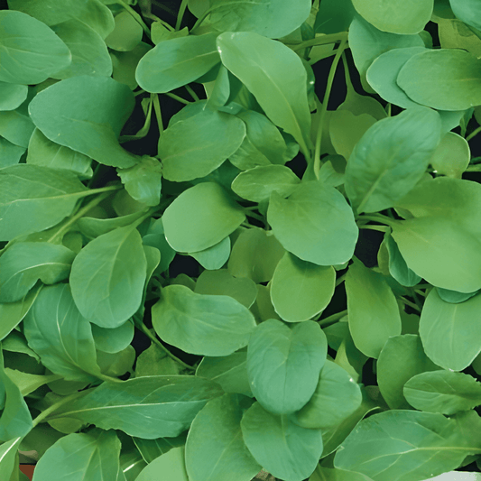 Arugula Seeds Eruca Sativa Fast Growing Spicy Leafy Vegetable Seeds