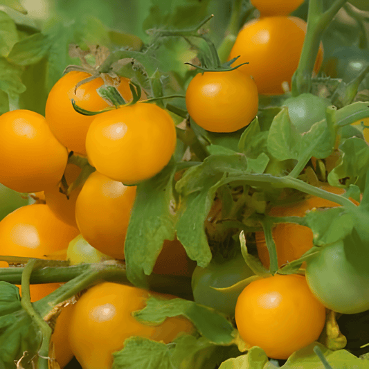 Yellow Cherry Tomato Seeds Solanum Lycopersicum Gourmandise Patio Variety