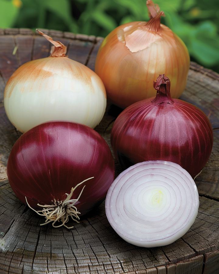 Onion Seeds Mix Allium Cepa Tris Di Cipolle Trio