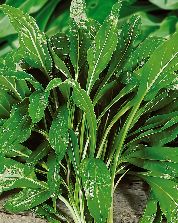 Plantain Erba Stella Seeds Plantago Coronopus Leafy Vegetable Crop