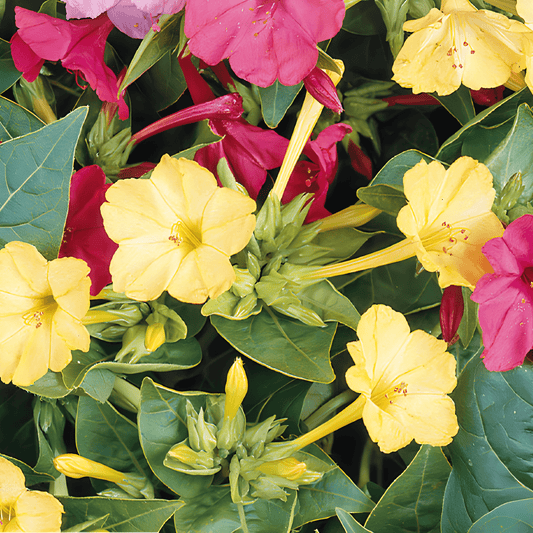 Four O'clock Seeds Mirabilis Jalapa Mixed Fragrant Flowers