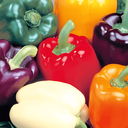 Sweet Pepper Seeds Mix Five Colour Paprika Varieties