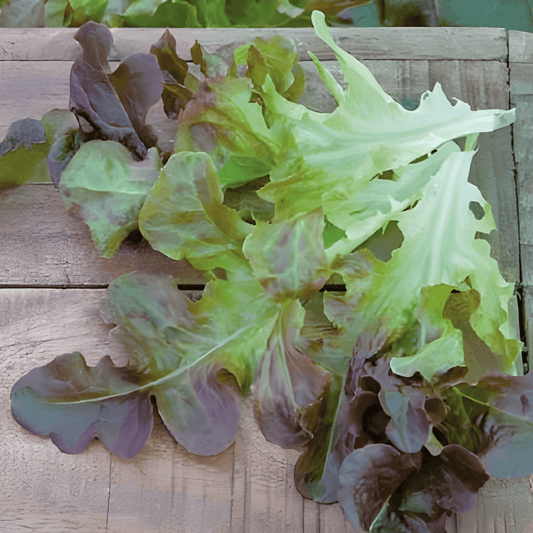 Red Oakleaf Lettuce Seeds Lactuca Sativa Red Salad Bowl Variety