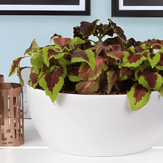 Coleus Houseplant Seeds Coleus Blumei Rainbow Mix Colorful Annual Seeds