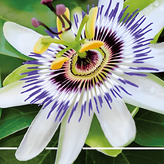 Passiflora Blue Seeds Passiflora Caerulea Flowering Climber Seeds