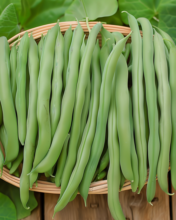 Stamslabonen Beans Seeds Phaseolus Vulgaris Early Double Snap Variety