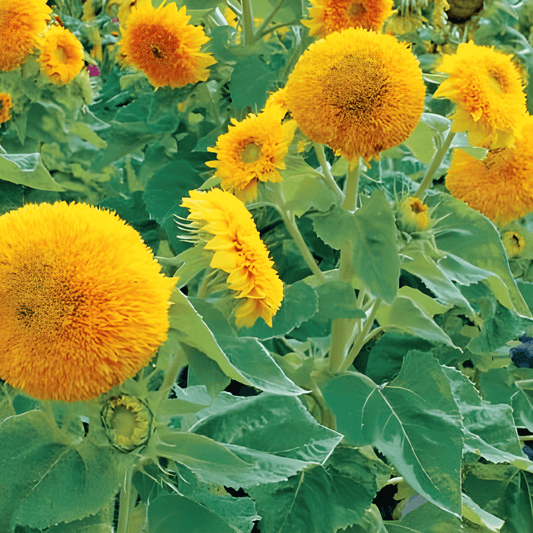 Double-flowered Sunflower Sungold Seeds Helianthus Annuus Low Height