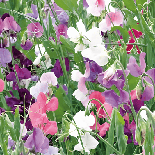 Sweet Pea Seeds Lathyrus Odoratus Royal Family Mixed Fragrant