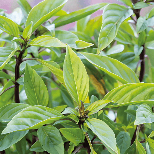 Siam Queen Basil Seeds Ocimum Basilicum Compact Thai Herb Seeds