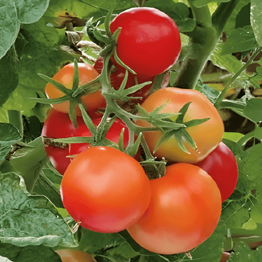 Balcony Tomato Maja Seeds Solanum Lycopersicum Sweet Tomatoes