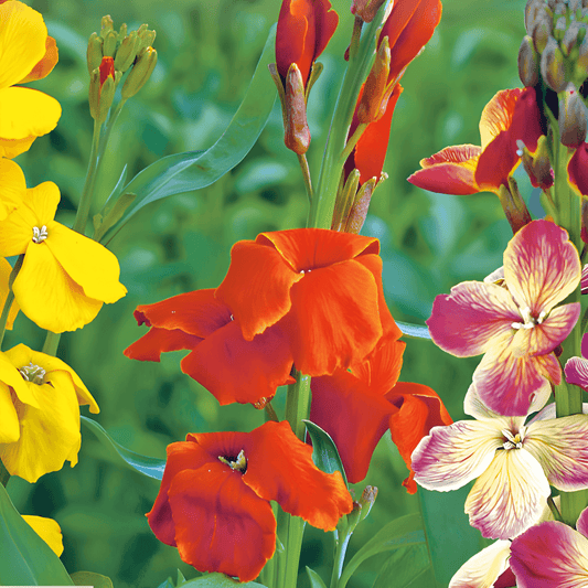 Wallflower Seeds Cheiranthus Cheirii Fair Lady Mix Fragrant Flowers