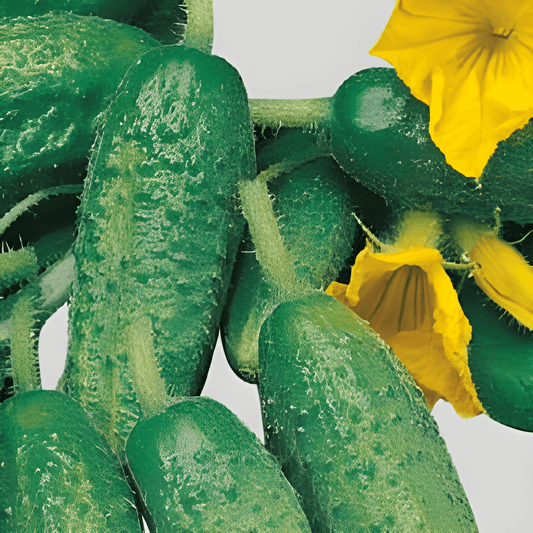 Gherkin Seeds Cucumis Sativus L. Cetriolino Levina Pickling