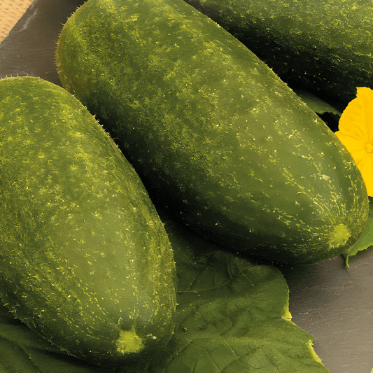 Pickles Hocus Cucumber Seeds Cucumis Sativus Productive Variety
