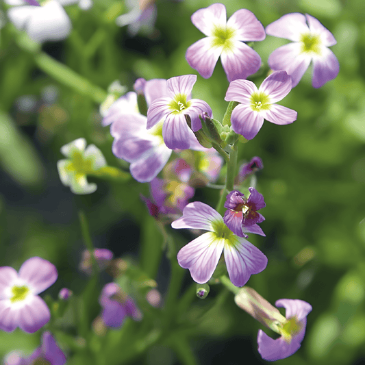 Wallflower Seeds Cheiranthus Maritimus Mixed Scented Annual