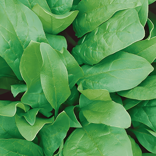 Spinach Viroflex Seeds Spinacia Oleracea Winter Variety 100 Grams
