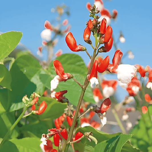 Painted Lady Runner Bean Seeds Phaseolus Coccineus Vegetable Variety