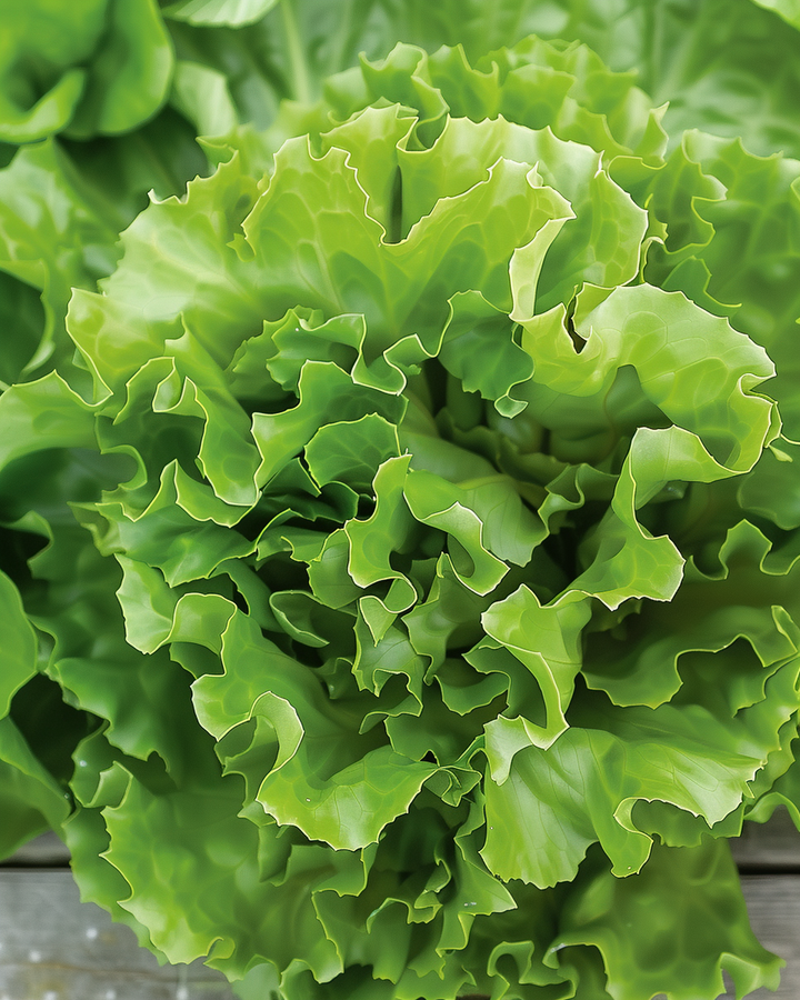 Endive Seeds Cichorium Endivia Number Five 2 Pellet