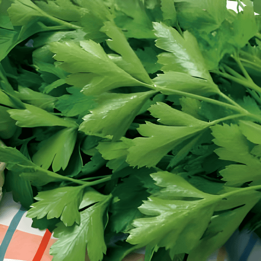 Gigante D Italia Parsley Seeds Petroselinum Crispum Aromatic Herb