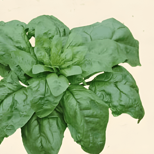 Organic Spinach Seeds Spinacia Oleracea Winter Giants Variety