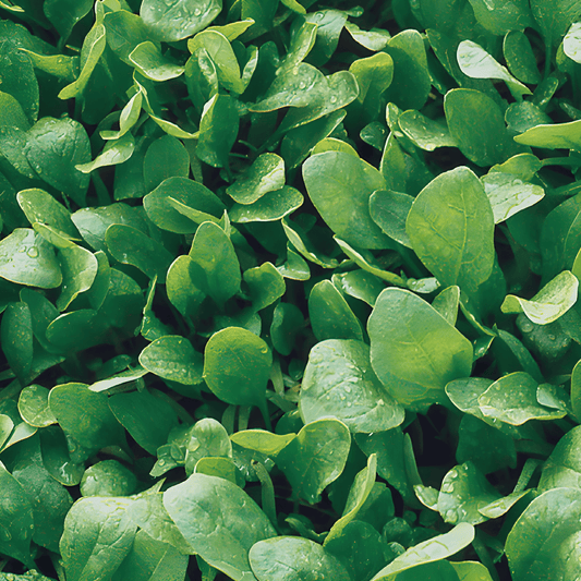 Spinach Broadleaf Sharp Seeds Spinacia Oleracea Vegetable Seeds