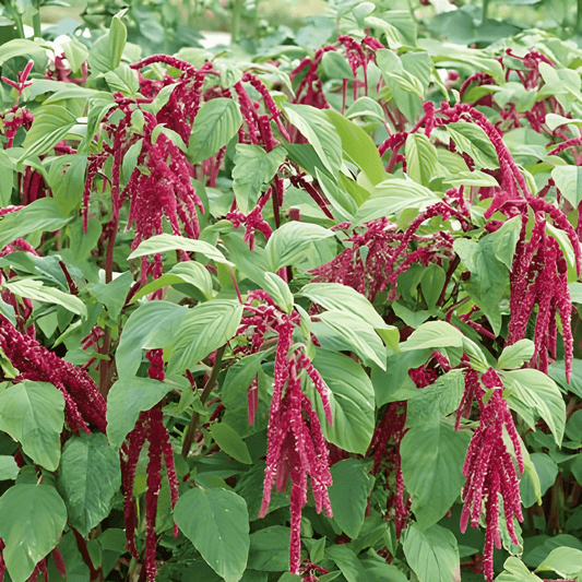 Red Foxtail Amaranthus Seeds Amaranthus Caudatus Annual Flowers