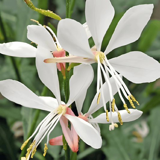 Gaura Lindheimeri Seeds Sparkle White Annual Flowering Seeds
