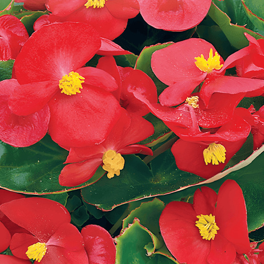 Begonia F1 Red Comet Seeds Begonia Semperflorens Flowering Variety